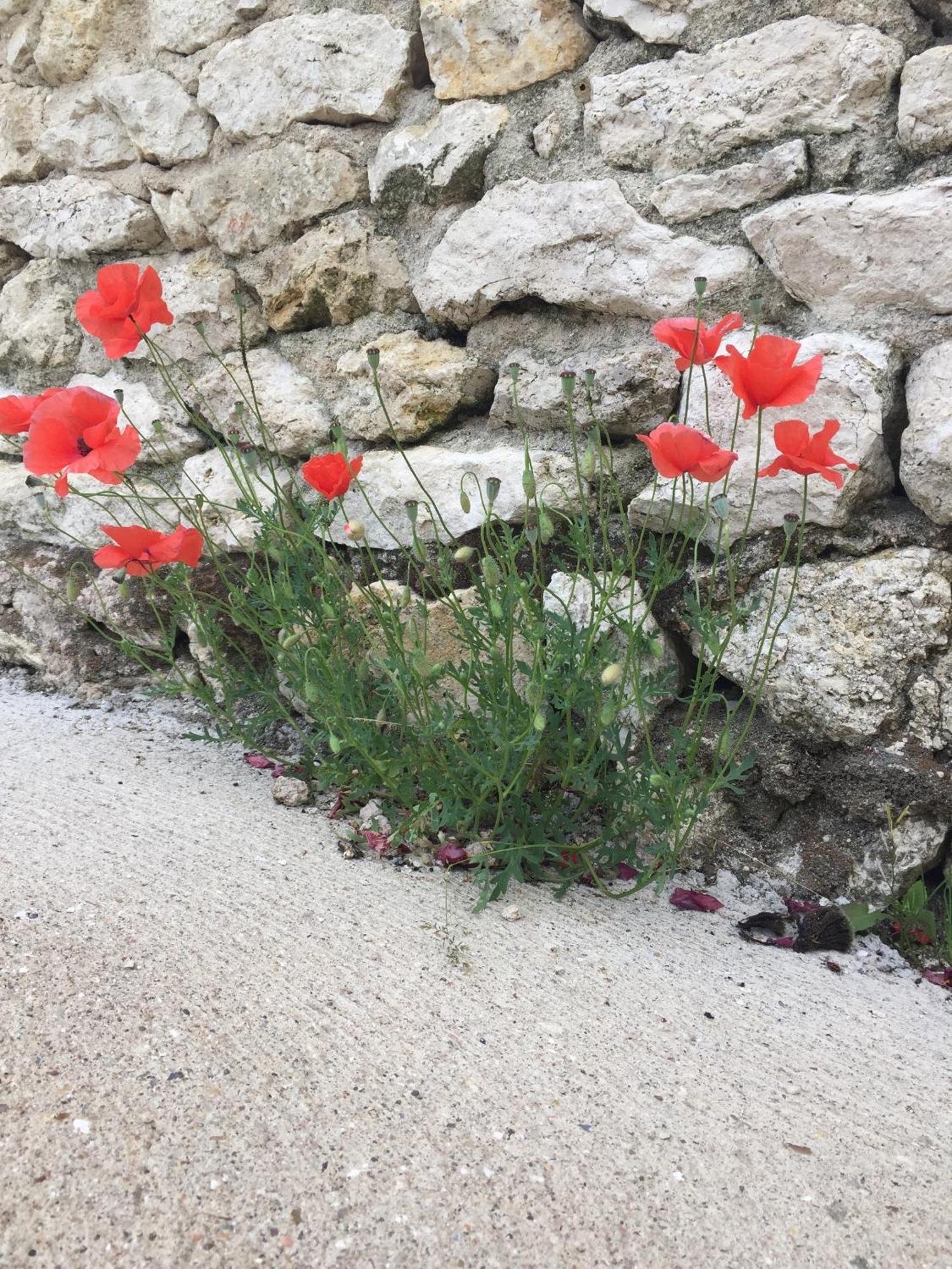 Un Figuier Dans Notre Jardin Villa Beaune-la-Rolande Szoba fotó