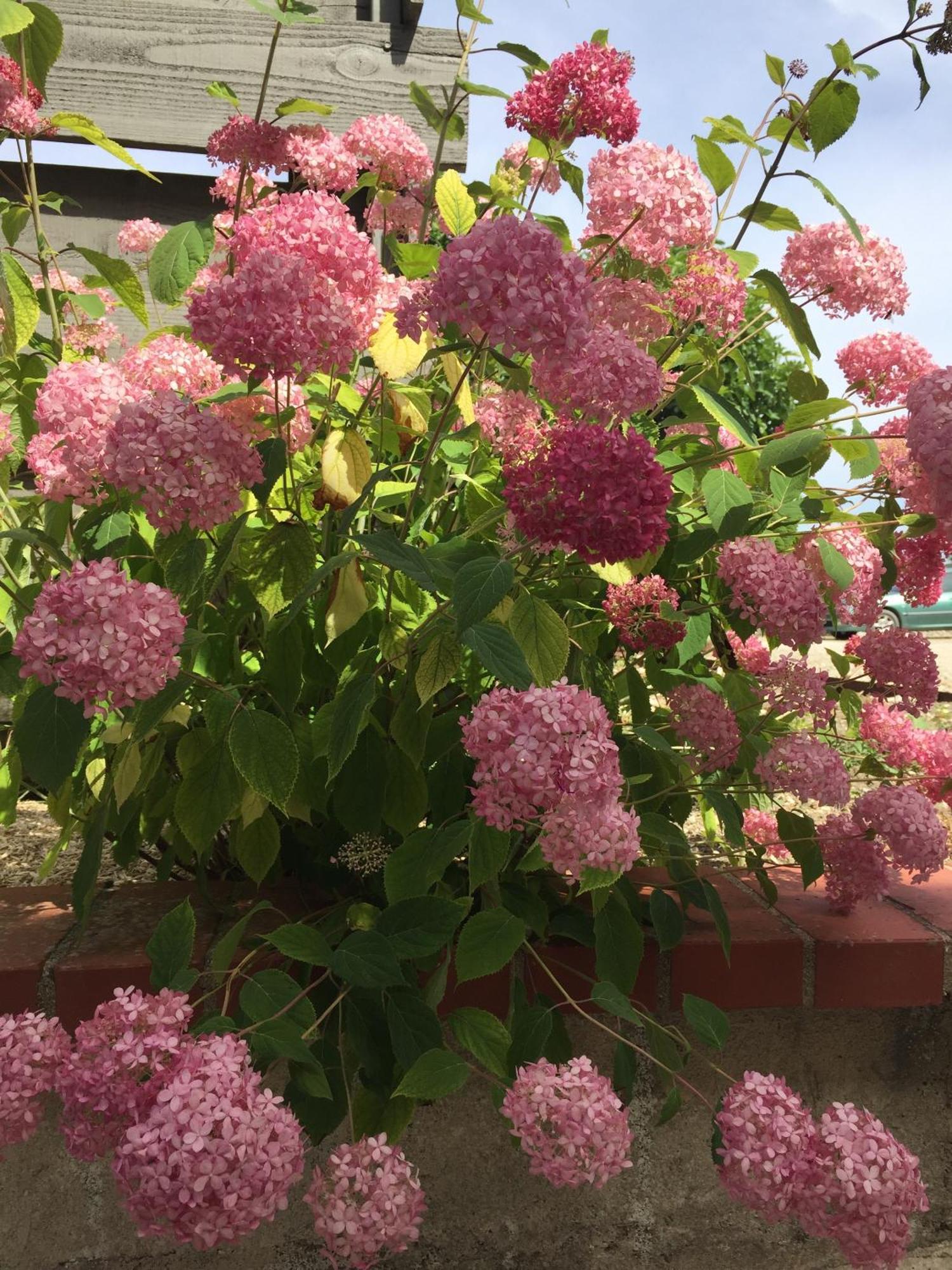 Un Figuier Dans Notre Jardin Villa Beaune-la-Rolande Szoba fotó